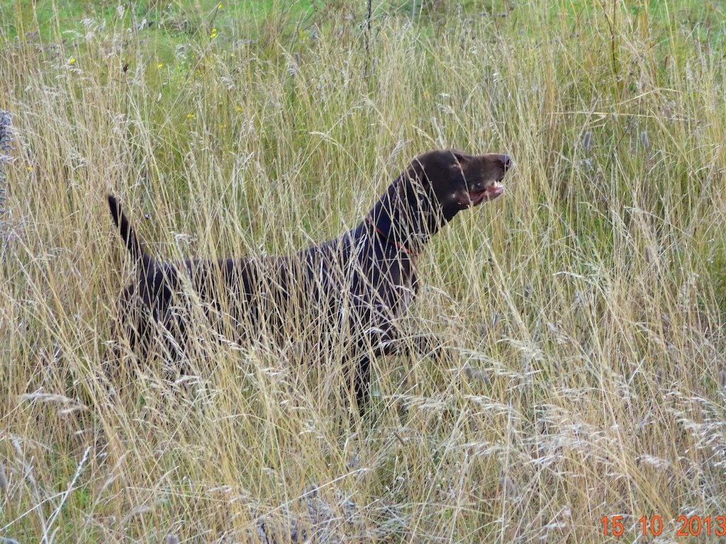 puma